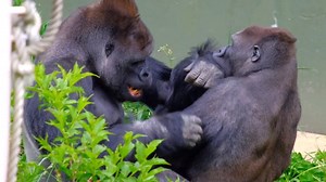 275K views · 1.9K reactions | Omg// Between gorilla couple hugging rolling there, Very sweet moment gorilla husband love his wife very much. | Newly Silverback | Facebook