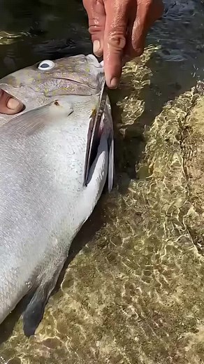 What Fish Is This? 🐟