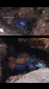 ▪️Mandarin fish mating!! 🐠 (Synchiropus splendidus) instagram.com/_bugdreamer_ 🎥 by #OceanEyes #mandarinfish #fish | M7 Ocean Eyes