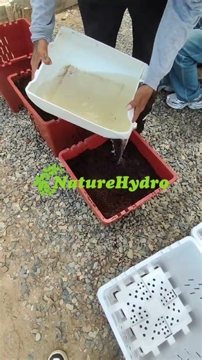 The Ultimate Drainage Test: Why Design Matters for Hydroponic Pots! #arandanos #maceta