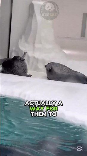 Why Do Seals Keep Slapping Their Bellies? 🦭