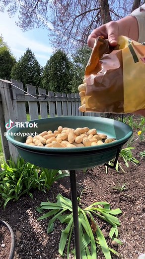 Removable Washable Peanut Feeder for Wildlife in Your Backyard