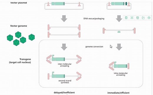 【维真生物-病毒包装】腺相关病毒/AAV病毒包装的原理步骤与常见问题、腺相关病毒/AAV载体的制备流程及使用方法、腺相关病毒/AAV技术资料