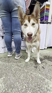 57 reactions · 6 comments | A spoonful of cheese makes the medicine go down! We love giving the pups a little treats while being seen to help reduce anxiety and also because they love it. 燎❤️ Big thanks to Cozen O Connor for the amazing donation to the 101 Donations campaign  | Project Street Vet | Facebook