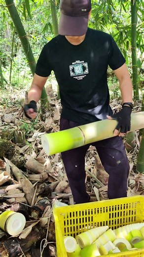 Immersive cutting of bamboo shoots. Stress relief