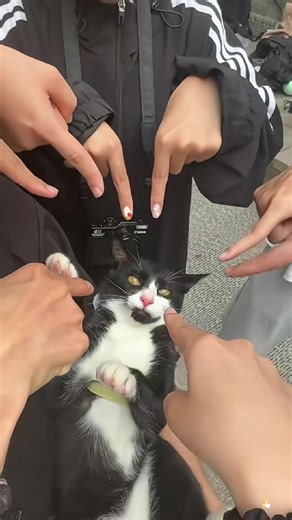 Cats don’t like being touched or pointed at 👉🐱😾😂 #catsoftiktok #cutecats #catcomedy #catvideos #funnycats