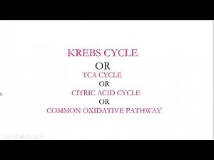 Oxidative decarboxylation of pyruvate and Krebs cycle