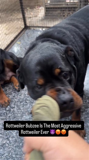 Namita Dua - Namitaology (BUBZEE , LADY OLLIE & ZOEY) | Rottweiler Bubzee Is The Most Aggressive Rottweiler Ever 😡😈😡😈 . . . [rottweiler dog,rottweiler puppies,rottweiler puppy,rottweilers,funny... | Instagram