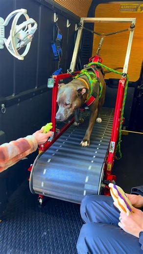 Welcome to the K9CF family, APOLLO! 🐾 Apollo is a 3-year-old Pitbull/Boxer mix who was rescued last year and loves to be wild, fast, and full of energy. His mom brought him to our Mobile Gym to give him a fun outlet that helps prevent zoomies, supports his training, and builds confidence. He started the session a little unsure, hopping in and out of the van and checking everything out. With some guidance from his mom he stepped onto the slatmill, took a few careful steps, and then surprised all