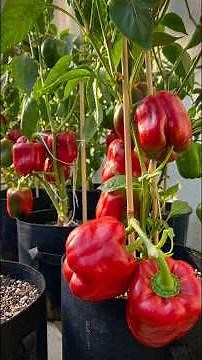 How To Grow Bell Peppers In Small Containers From Seeds #garden #gardening