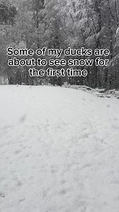 My ducks really don’t mind snow most of the time, but they really dislike any changes to their environment. Once they get used to the snow being around they will play in it like it’s water😂 (except when it’s windy, then they stay in their coop usually) #DunkinDucks #Ducks #CallDucks #PetDucks #FarmAnimals #Snow #BackyardDucks | Dunkin Ducks