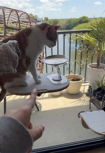he demanded lunch with a view for today #catsoftiktok #orangecat also these window perches are theeeee best highly recommend