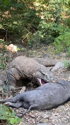 Komodo Dragon’s Ultimate Hunt Board 🐗 #shorts