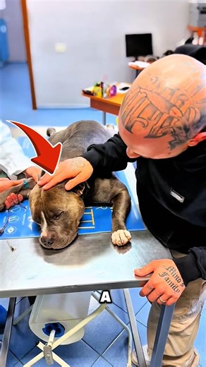 This Shelter Dog Finally Found a Loving Home #animals #kindness #shorts