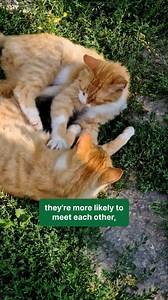 45K views · 72 reactions | Dr. Ryan from Mount Pleasant Clementi breaks down everything you need to know about Feline Immunodeficiency Virus (FIV) – how it spreads, common symptoms, and what it means for your cat’s health. With early detection and proper care, FIV+ cats can still live well. Watch to learn more! #mountpleasant #vet #vetmed #fivcat | Mount Pleasant Veterinary Group | Facebook