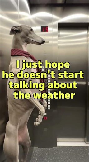 Colleague in the elevator #humor #funny #joke