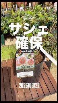 Sachet March 22, 2026 Rosa Orientis Nova Bush Rose. Japanese Rose