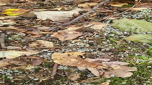 Video: Brown wood frog (Lithobates sylvaticus, Rana sylvatica) also ice frog jumps over leaves and sticks Asnen National Park, Urshult, Smaland, Sweden, video in portrait format