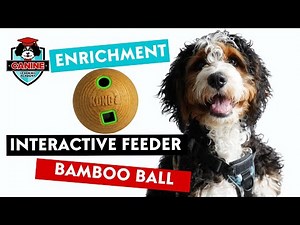 How to Use the KONG Bamboo Feeder Ball | Dog Enrichment Made Easy
