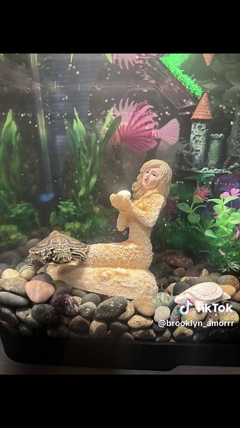 Eviction Day for Our Turtle: New Setup Unveiled