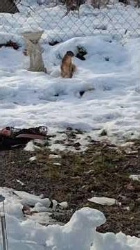 How to feed a squirrel pt. 67 Little Baby Squirrel