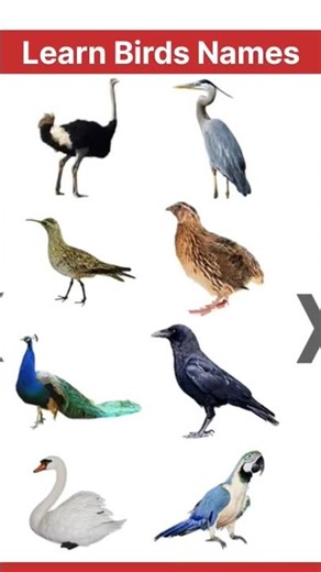 Learn Bird Names & Sounds 🐦 | Kids Learning Video | Bird Sounds for Kids #kidslearning #birdsounds