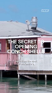 When you’re in the Bahamas you have to try Conch, a local delicacy. These large sea snails that are pulled fresh from pristine Bahamian waters. But there’s a secret to pulling them out of their shell. | Munchies