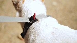 256K views · 282 reactions | This magnetic dog collar makes taking your dog out so much easier. | Insider Animal Lovers | Facebook