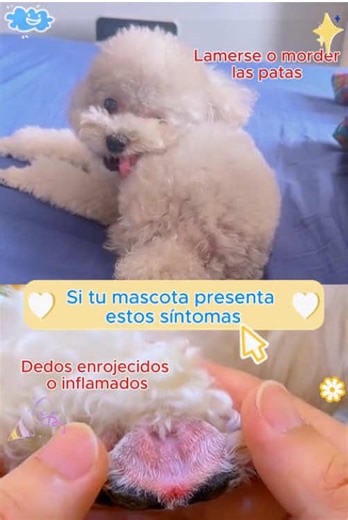 Essential Dog Care Tips for Pet Owners