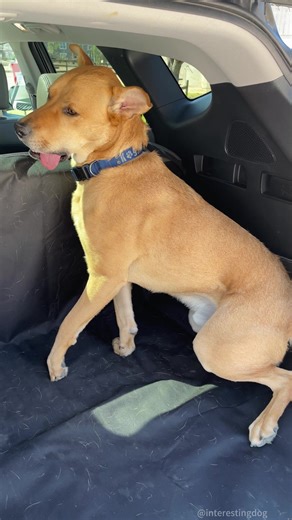 Understanding Anesthesia for Dogs: A Pet Owner's Guide