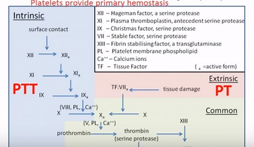 Explanation of CA15-3 Blood Test Results - HRF