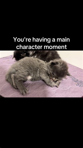 Meet Mo: The Adorable Twin of Alfred