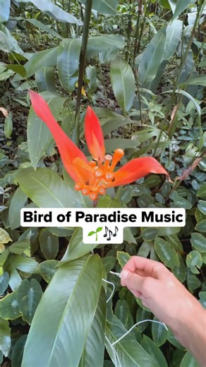 Bird of Paradise plants are known for their bold, sculptural flowers and broad leaves that fan out toward the light. They grow slowly but respond clearly to changes in sun, movement, and moisture. We found this Bird of Paradise growing in Hawaiʻi and connected it to PlantWave, translating tiny electrical shifts in its leaves into sound. You’ll hear a balance of rhythm and melody unfolding together, steady pulses interlaced with melodic lines as the plant’s activity rises and falls. A striking pl