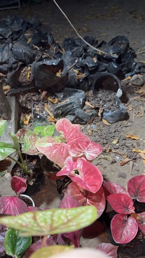 📌📌📌📌📌📌📌 🇵🇭CALADIUM SALE🇵🇭 START @ 50 PESOS ONLY.. 𝐍𝐎 𝐏𝐌 DETAILS / - 𝐍𝐎 𝐌𝐈𝐍𝐄‼️ 𝑺𝒉𝒊𝒑 𝑽𝒊𝒂 𝑳𝒃𝒄 AND JRS 𝑷𝒂𝒚𝒎𝒆𝒏𝒕 𝑴𝒆𝒕𝒉𝒐𝒅 : 𝑮𝑪𝑨𝑺𝑯 09050860098- REA MAY ANN P. #𝐜𝐚𝐥𝐚𝐝𝐢𝐮𝐦𝐥𝐨𝐯𝐞𝐫𝐬 #𝐜𝐚𝐥𝐚𝐝𝐢𝐮𝐦 #𝐜𝐚𝐥𝐚𝐝𝐢𝐮𝐦𝐭𝐡𝐚𝐢𝐥𝐚𝐧𝐝 #𝐜𝐚𝐥𝐚𝐝𝐢𝐮𝐦𝐜𝐨𝐥𝐥𝐞𝐜𝐭𝐢𝐨𝐧 #𝐩𝐡𝐢𝐥𝐨𝐝𝐞𝐧𝐝𝐫𝐨𝐧 #𝐜𝐚𝐥𝐚𝐭𝐡𝐞𝐚 #𝐬𝐚𝐥𝐞 #𝐬𝐚𝐥𝐞𝐬𝐚𝐥𝐞𝐬𝐚𝐥𝐞 #𝐟𝐛𝐫𝐞𝐞𝐥𝐬𝐟𝐲𝐩シ゚𝐯𝐢𝐫𝐚𝐥𝐟𝐛𝐫𝐞𝐞𝐥𝐬𝐟𝐲𝐩シ゚𝐯𝐢𝐫𝐚𝐥 #𝐩𝐨𝐬𝐭𝐯𝐢𝐫𝐚𝐥シ #𝐭𝐡𝐚𝐧𝐤𝐲�