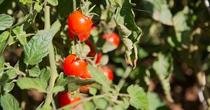Grow Your Own Food | Cooperative Extension | University of Delaware