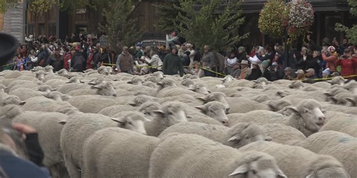 Sheep take over Main Street for Big Sheep Parade