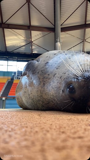 アドベンチャーワールド 公式 on Instagram: ". ごろ～～～んごろん🦭🌀 #ゴマフアザラシ #アドベンチャーワールド ー・ー・ー・ー・ー・ー・ー・ー・ー Adventure World is a theme park located in Shirahama Town, Wakayama Prefecture. There are many animals on land, sea and air, and there is also a family of four giant pandas. It is located near Wakayama's World Heritage "Kumano Kodo", Osaka and Kyoto. Please feel the warmth of te animals in Wakayama, which is rich in nature. Let's enjoy the time full of smiles!"