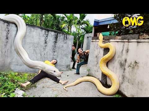 Brave Hunters Risk Their Lives to Rescue Ethnic Girl Attacked by Giant White Python