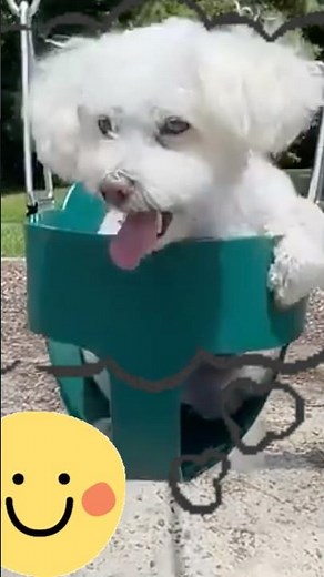 🐶Doggie Swing?! What Could Go Wrong?!😆