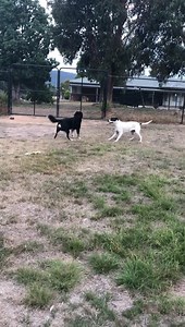 5.6K views · 203 reactions | Safe to say KYE is dog social ♥️ Not yet ready for adoption | Australian K9 Rescue Vic | Facebook