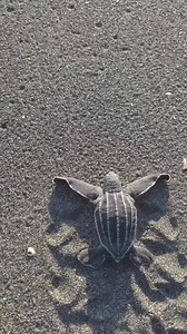 207K views · 6.3K reactions | What kind of sea turtle is this? Loggerhead, Green, Olivine, Leatherback? #Hawaii #ProtectSeaTurtles | Alt National Park Service | Facebook