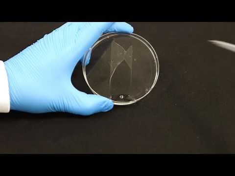 ProteinSimple: Milo Single-Cell Western Workflow