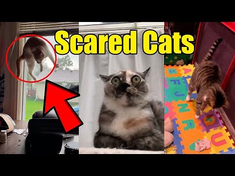 Best Scared Cats Compilation 2021 🙀😹!! (Reaction)