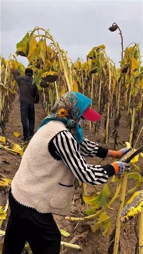 Sunflower seed harvesting process