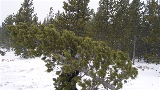 Where you can cut your own Christmas tree in Colorado's mountains