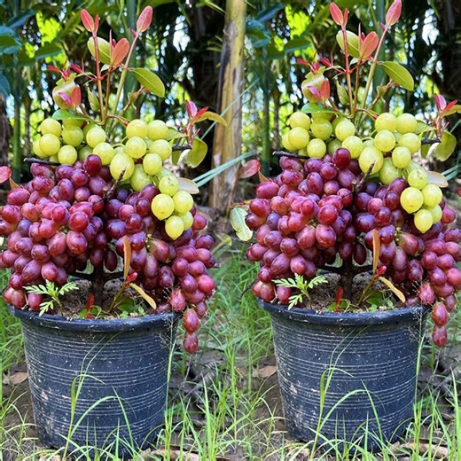 How to propagate grapes tree get more fruits than expected | Garden Tree