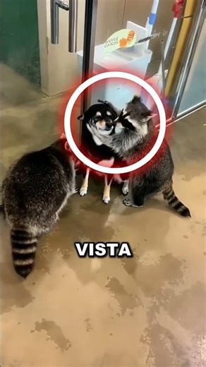 Por qué los mapaches mojan su comida en el agua no es lo que crees 🦝 #curiosidadesanimales