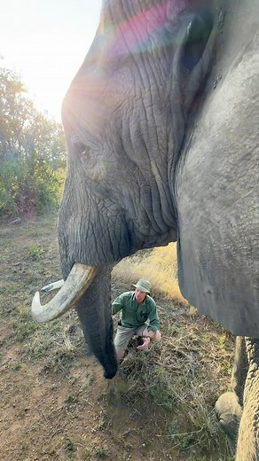 Mak is over 40 years old – a fully mature elephant bull isn’t he huge! | Reilly Travers