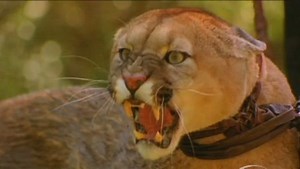 Watch Beastmaster&colon; Season 1 on Amazon Live