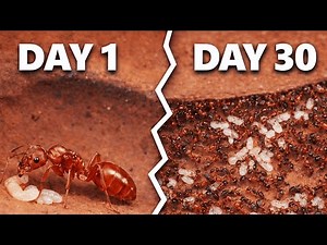 This Ant Colony Faced the Unthinkable… and Survived